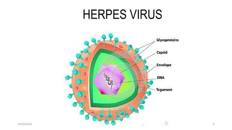 HerpesDRG: a comprehensive resource for human herpesvirus .
